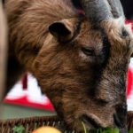 “Jarčevi” će morati bez jarca